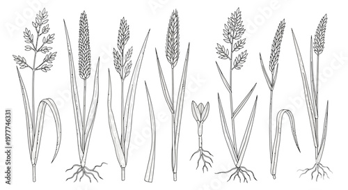 Botanical Illustration of Various Grass Species with Roots and Seed Heads