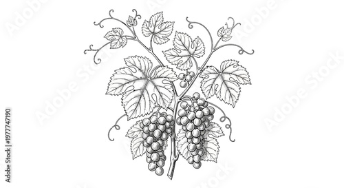 Vintage Grapevine Illustration: Bunch of Grapes and Leaves, Black and White Line Art