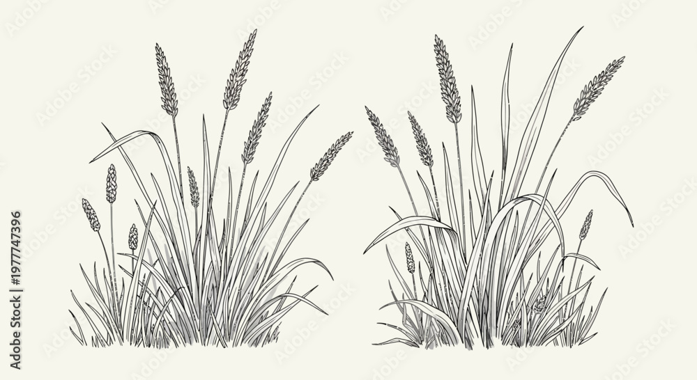 Fototapeta premium Hand-drawn illustration of two grassy plant clusters with seed heads, black and white sketch.