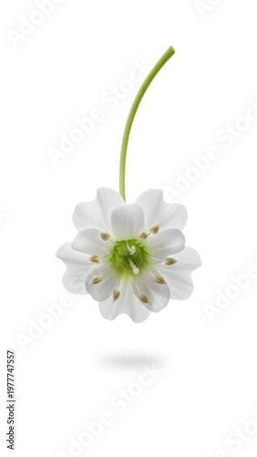 Ethereal Bloom: A delicate, pristine white flower, its petals unfurling in graceful symmetry, delicately suspended against a soft backdrop, embodying purity and the simple beauty of nature.