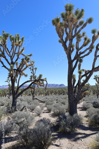 Two big Joshua trees on national park