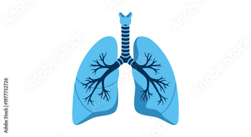 Human lungs and respiratory system. Anatomical vector illustration of internal organs isolated on white background