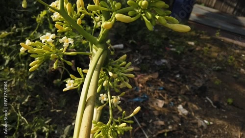 A flower from a papaya tree growing in a tropical outdoor environment. The image shows natural floral details with characteristic structure of papaya plants.