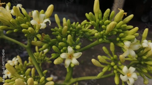 A flower from a papaya tree growing in a tropical outdoor environment. The image shows natural floral details with characteristic structure of papaya plants.