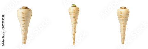 Foto Parsnip whole root (Pastinaca sativa) - Chirivía - Panais - Organic Herbal Root