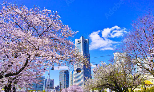 満開の桜咲く神奈川県横浜市、みなとみらい地区の満開の山桜とロープウェイのある風景
