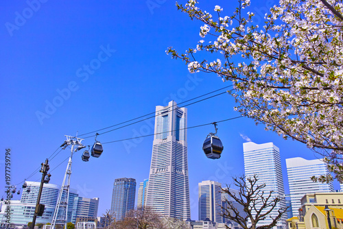 満開の桜咲く神奈川県横浜市、みなとみらい地区の満開の山桜とロープウェイのある風景
