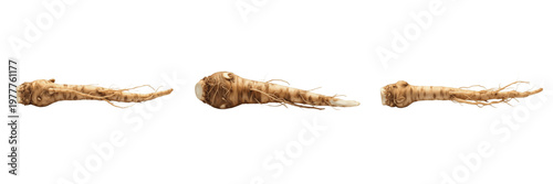 Tableau sur toile Chicory Coffee Root - Cichorium Intybus - Prebiotic Inulin Source - Polvo de Ach