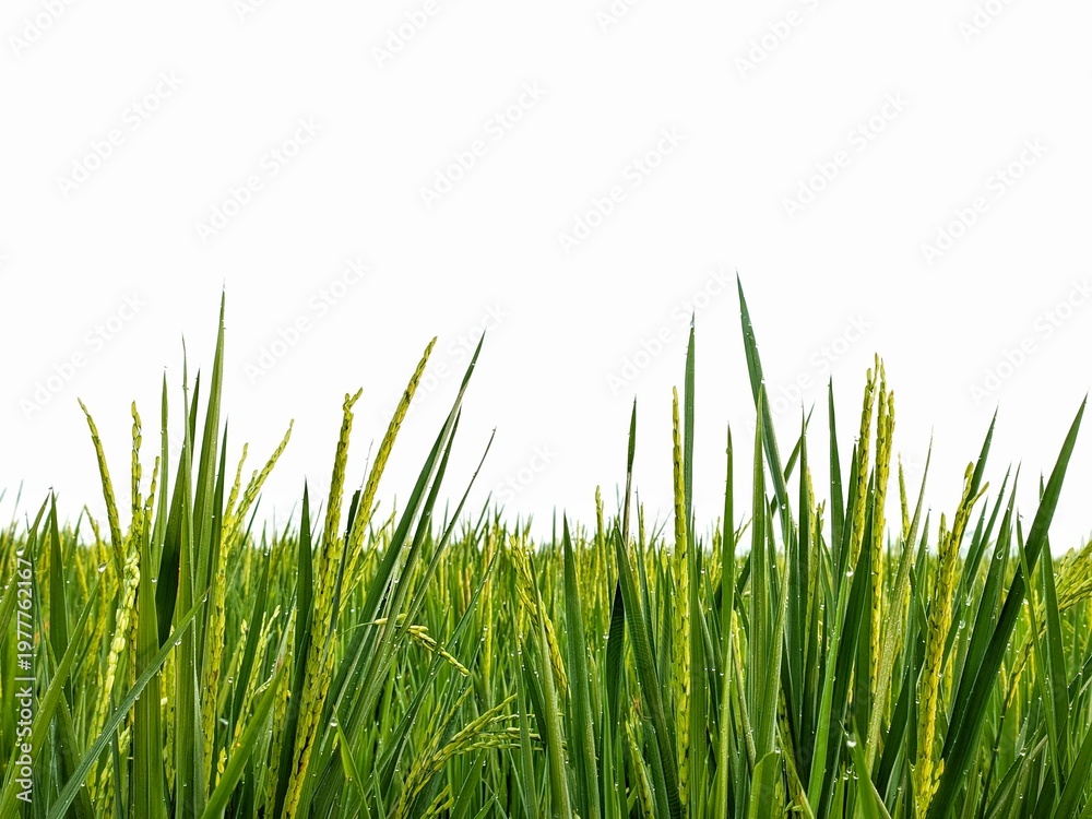 Obraz premium Young rice stalks with water drops isolated on white background