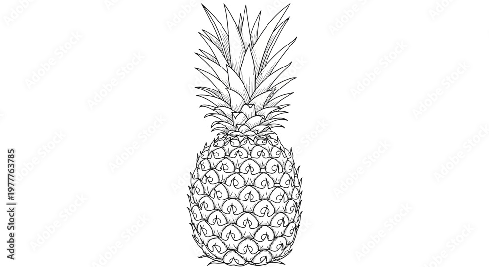 Obraz premium Pineapple illustration, tropical fruit, healthy food, exotic, organic, natural, raw, fresh, whole, isolated