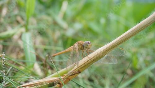 dragonflies perched on grass stems