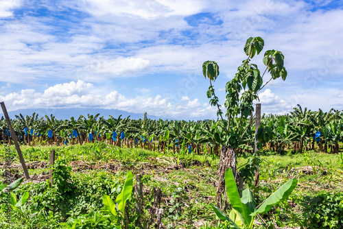 Lush foliage of banana plantation in Costa Rica