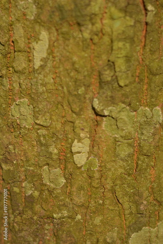Tree bark texture with moss and cracks