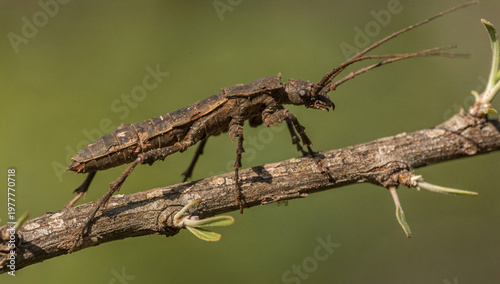 Dryococelus Australis Stick Insect Macro Close Up with Detailed Texture