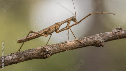Dryococelus Australis Stick Insect Macro Close Up with Detailed Texture