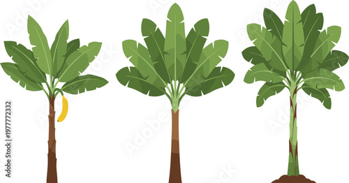 Minimalist flat vector illustration set of tropical banana trees with green leaves and yellow fruit isolated on white background for exotic nature botanical design.