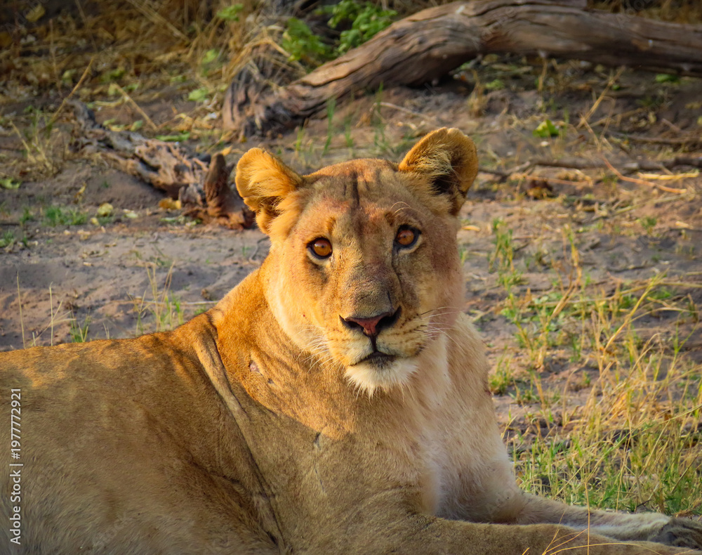 Fototapeta premium A lion in the grass with golden sunset facing camera