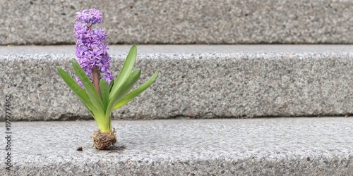 A vibrant purple flower with green leaves rests on a set of textured concrete steps