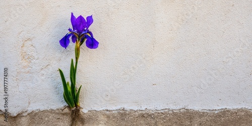 A vibrant purple iris blooms from a crack in a weathered, off-white concrete wall