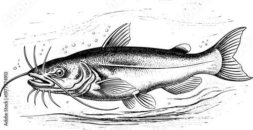 swimming catfish in river water vintage engraving illustration