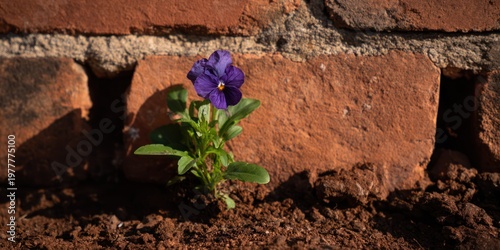 A vibrant, purple flower blossoms in front of a rustic brick wall, symbolizing resilience
