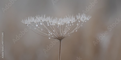 Delicate close-up of a dried flower head, adorned with glistening water droplets in soft, neutral tones