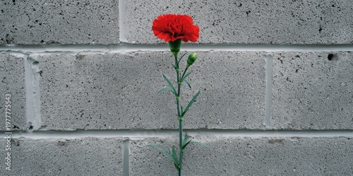 A vibrant red bloom stands alone against a stark, textured grey brick background
