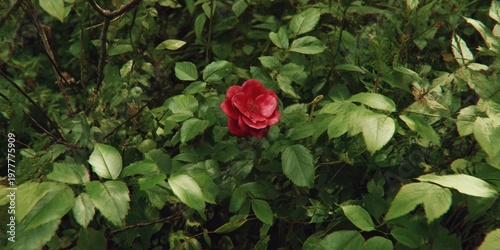 A singular, vibrant red rose blooms amid lush green foliage. The scene is slightly overcast