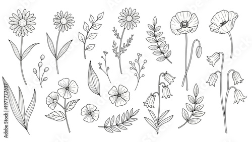 Collection of Hand Drawn Botanical Illustrations of Various Flowers and Leaves.