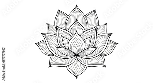 Beautiful Hand Drawn Lotus Flower Illustration in Black and White.
