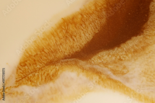 Wallpaper Mural Abstract of coffee and milk mixture as background Torontodigital.ca