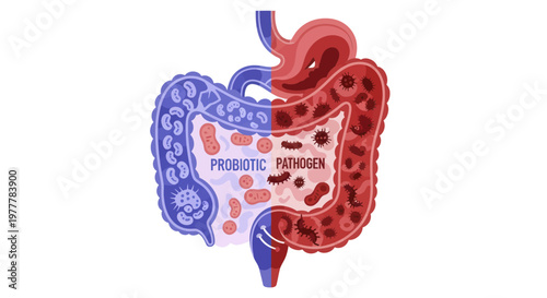 Probiotic Bacteria and Human Digestive System Illustration.