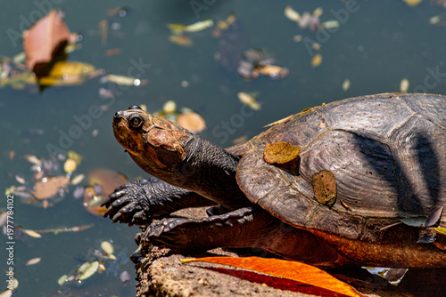 Close Up Profile of a Freshwater Turtle Sunbathing on a Rock Edge Near a Pond with Floating Fallen Leaves - Wildlife Nature Photography of Reptile in Natural Habitat