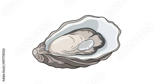 A detailed illustration of an oyster with its shell open, revealing its smooth, plump flesh and pearly sheen