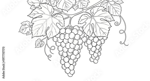 Vineyard Grapes Bunch Outline Drawing - Fresh Fruit Harvest Illustration