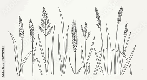 Botanical illustration of various wild grasses and seed heads, black and white line art