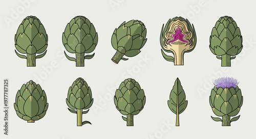 Artichoke Collection: Whole, Cut, Blooming, and Leaf Illustrations