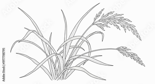 Detailed illustration of a grass plant with seed head, black and white line drawing