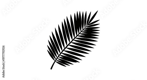 Black palm frond silhouette with pointed leaflets on a white background