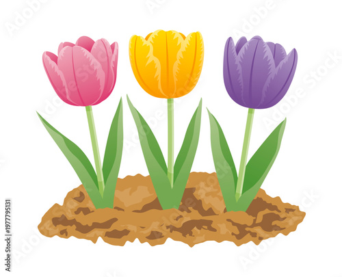 3色のチューリップ