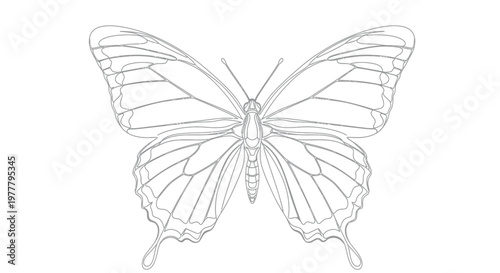Detailed gray line art of a butterfly with spread wings on a white background