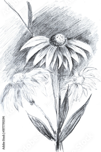 Original Hand-Drawn Pencil Sketch Detailed Coneflower Echinacea with Soft Shading