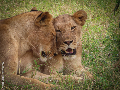 Φωτογραφία Two female lions resting side by side in the shady grass rubbing heads with affe