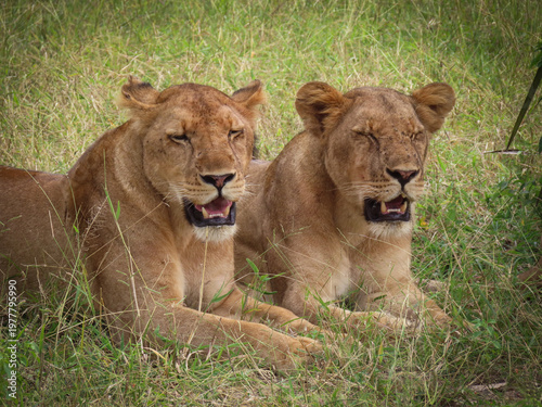 Εκτύπωση καμβά Two female lions resting side by side in the shady grass