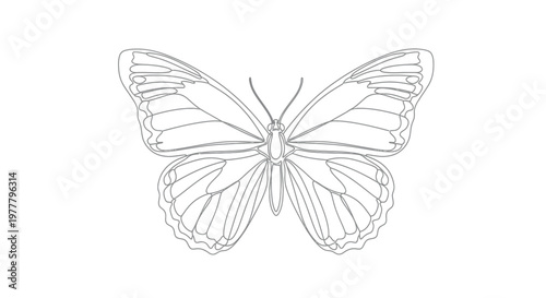 Single line drawing of a butterfly with spread wings and antennae