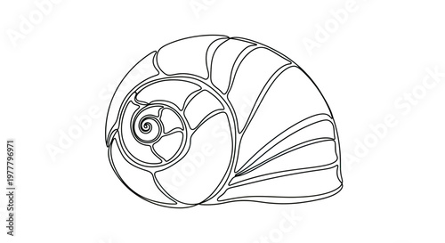 Detailed line drawing of a nautilus shell in black and white