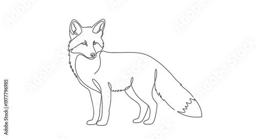A simple, continuous line drawing of a fox standing and looking to the side