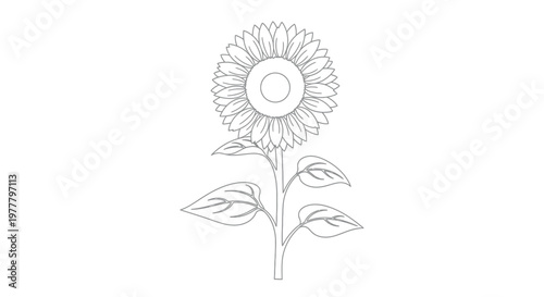 A simple line drawing of a sunflower with leaves and a stem