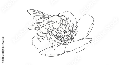 Delicate line drawing of a bee pollinating a flower