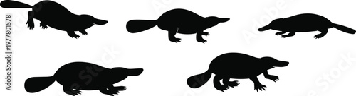 Platypus silhouettes set unique animal monotreme wildlife nature Australian mammal collection vector illustration exotic species aquatic creature design